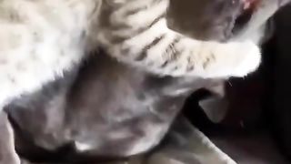 Cute Cats Gone Wild: A Compilation of Funny Feline Antics