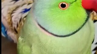 Cute,parrot