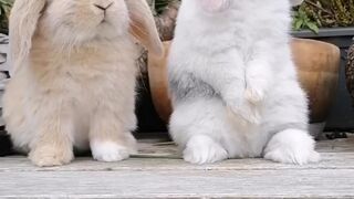 Cute rabbits 3