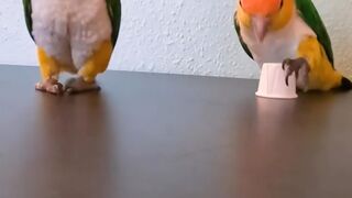 Two cute parrots