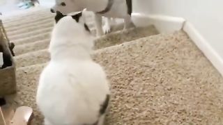 Cute Cats Making You Laugh: The Ultimate Funny Video Compilation!