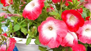 My hobbies flowers