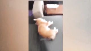 FUNNY CAT AND DOG COLLECTION 2023(720P_HD).