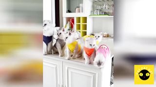 Funny and cute cats compilation