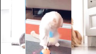 Funny pet cats compilation