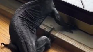 Animal's videos