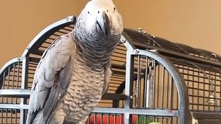 Parrot singing