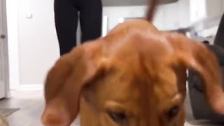Fun | "Dog Got the Moves" - Dancing Paws | Canine Groove | FunFM