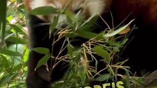 Science | "How Is It Still Not Extinct?" - Nature's Resilience | Survival Wonders | FunFM
