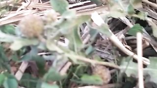 Animal's lover 304