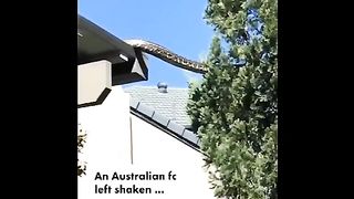 Giant Python walking on rooftops
