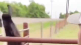 funny video 337