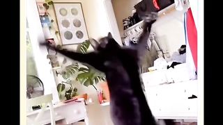 Cute cats 22