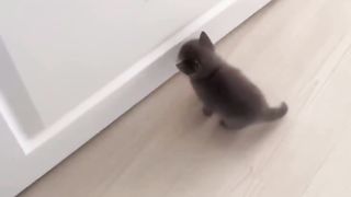 failed kitten
