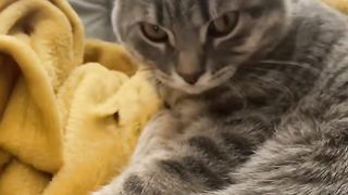 cat dreaming about something