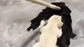 cute dogs 6