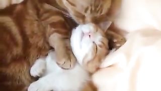 Mother cat loving her kitten