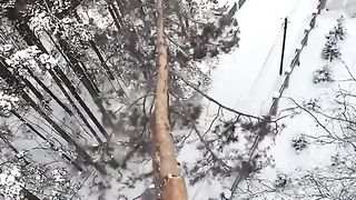 Спил дерева