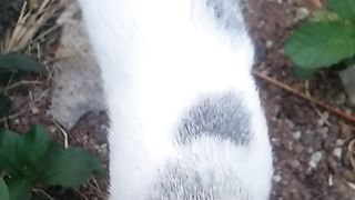 Animal's lover 314