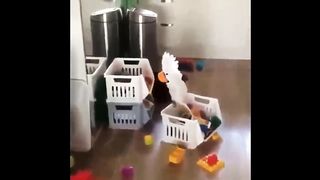 Cute pets funny video compilation