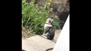 Cute Pets  Funny Animals Compilation