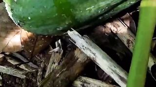 Papaya enzyme  for the treatment of worms