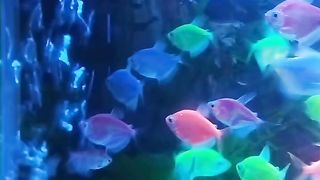 beautiful and colorful fish in the aquarium
