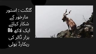 Gilgit A record bid of one lakh 86 thousand dollars for the hunting of Astor Markhor