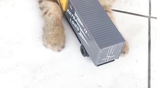 a cat playing with a toy car