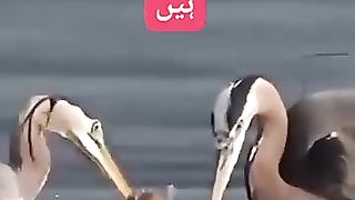 Mohabbat 9
