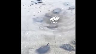 Solidarity among the turtles