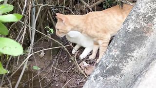 Cute Baby Cats - Cute and Funny Cat Videos Compilation 2023 - Part 56. Upload