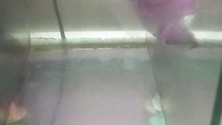 Fish louhan