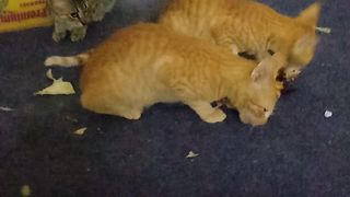 Beautiful orange cats eating snacks