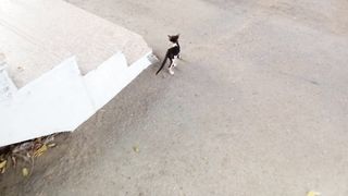 2 funny kittens febspot