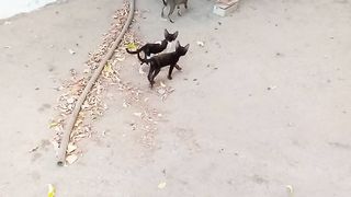 New tabby mother cat with baby kittens