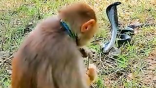Cobra Sanke Vs monkey