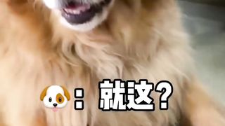Funny moments golden dog