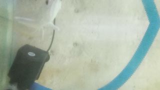 Arowana fish
