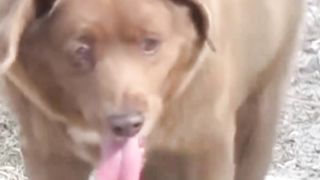 World’s oldest dog ever dies