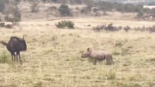 A baby rhino playfully charging a wildebeest before running back to mom