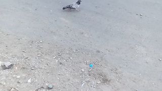 Cute pigeon near me ????