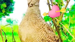 #wow #views #fyp #tiktok #reels #amazing #cute #titar #birds #animals #viral #tranding