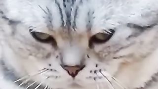 Funny cat 239