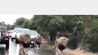 Funny Lion Viral Video 5