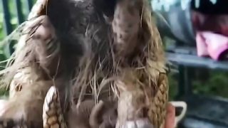 Can you name this animal?