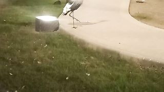 Beautiful Bird in zoo....