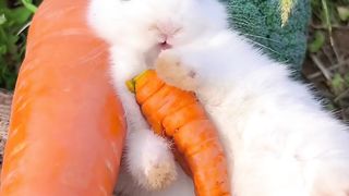 Animais lindos se alimentando de frutas
