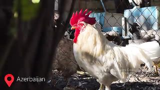 Grandma's Chicken Drumsticks Recipe!