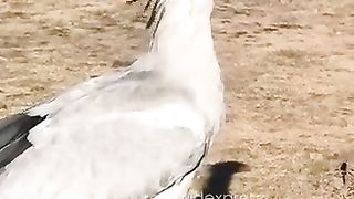 Secretary Bird